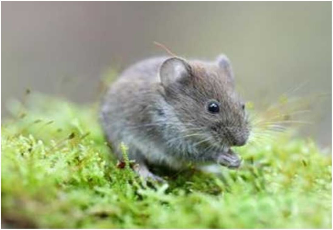 Photosynthesis Successfully Demonstrated in Mouse Eye Cells Using the LEAF Nano-System